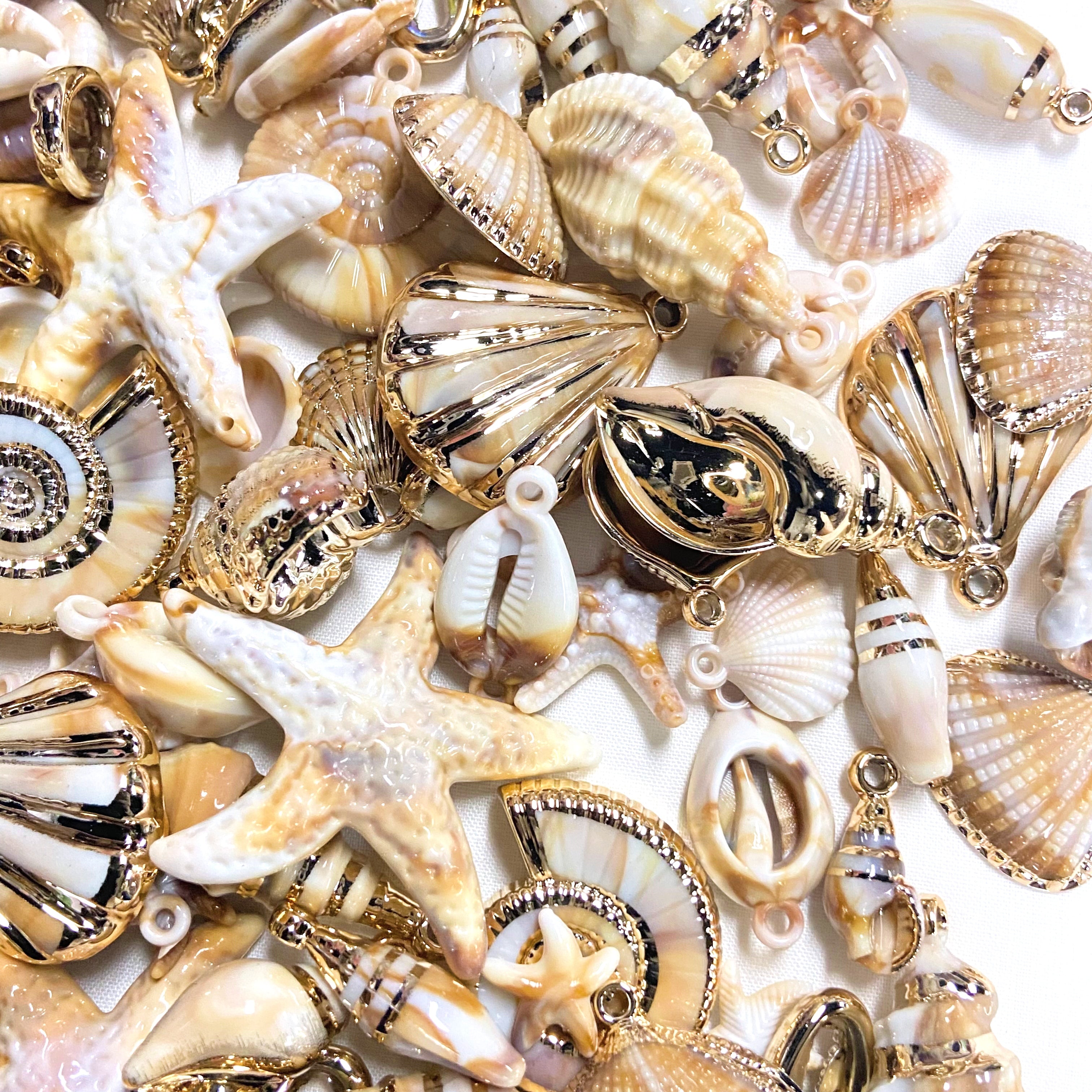 Coastal Shells