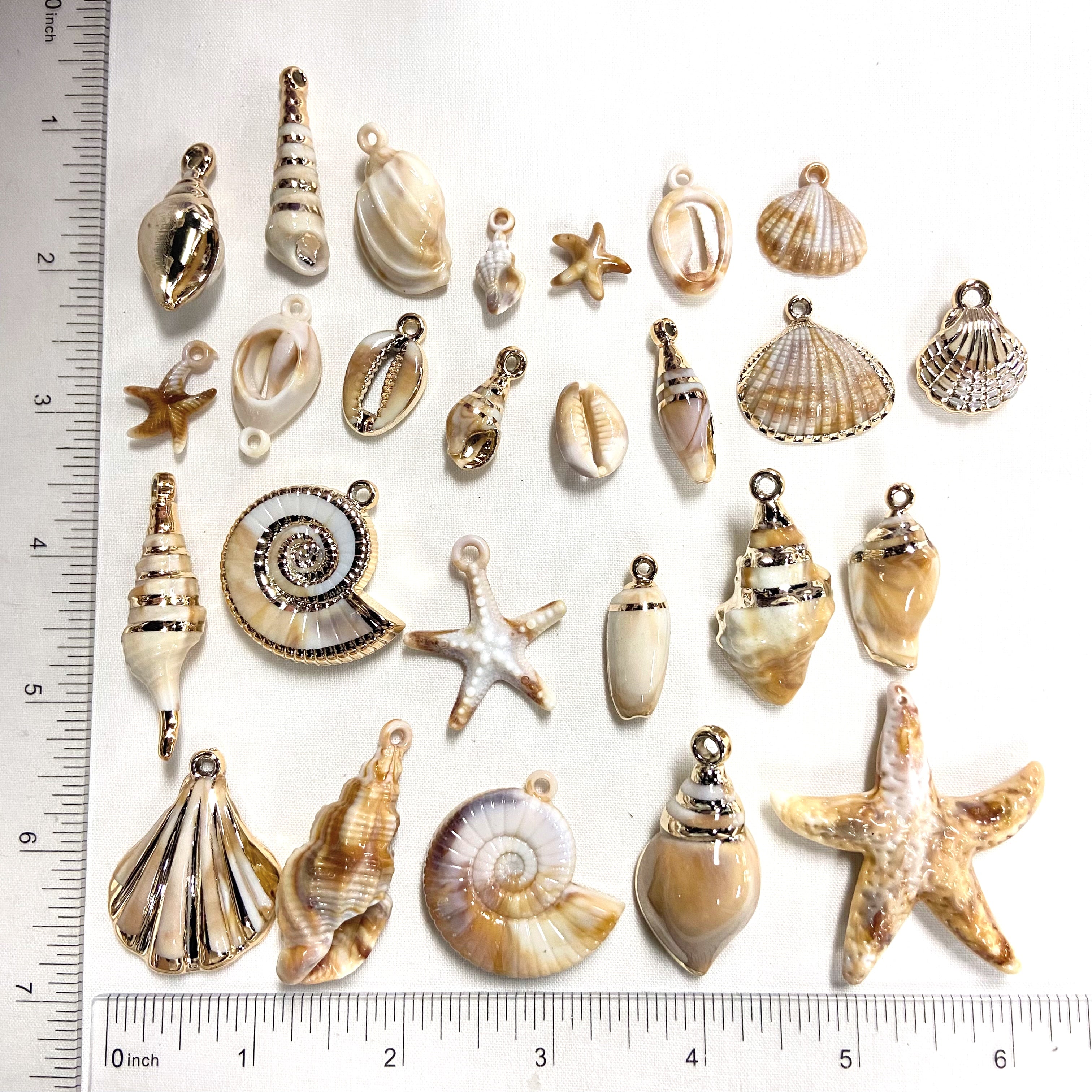 Coastal Shells