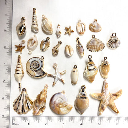 Coastal Shells